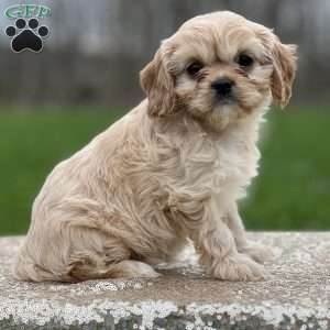 Honey, Cavapoo Puppy